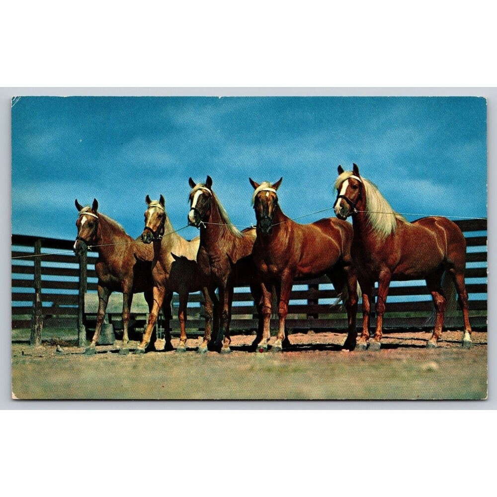 Vintage John Stryker Horse Postcard Palomino Beauty Parade Plastichrome P7278